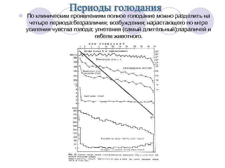 l По клиническим проявлениям полное голодание можно разделить на четыре периода: безразличия; возбуждения; нарастающего