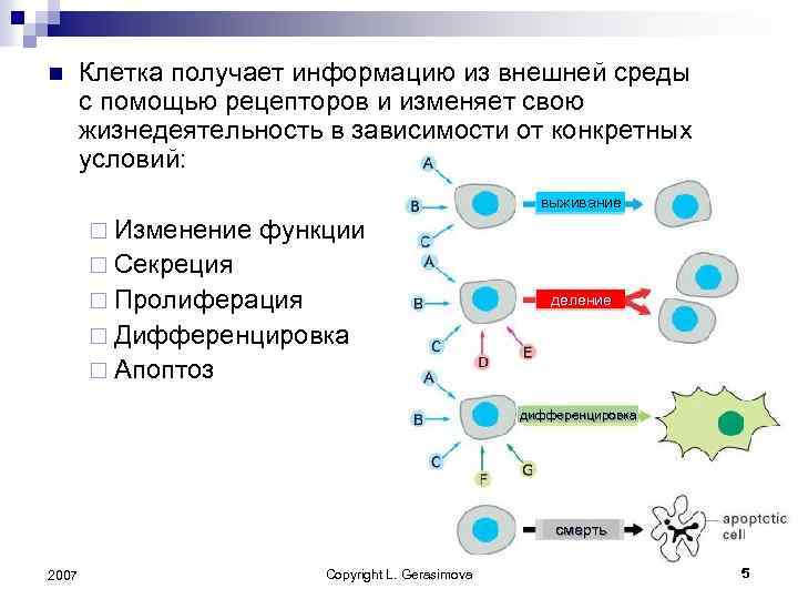 N клетки