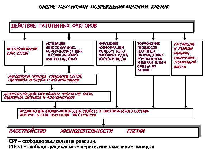 Повреждение клетки патофизиология презентация