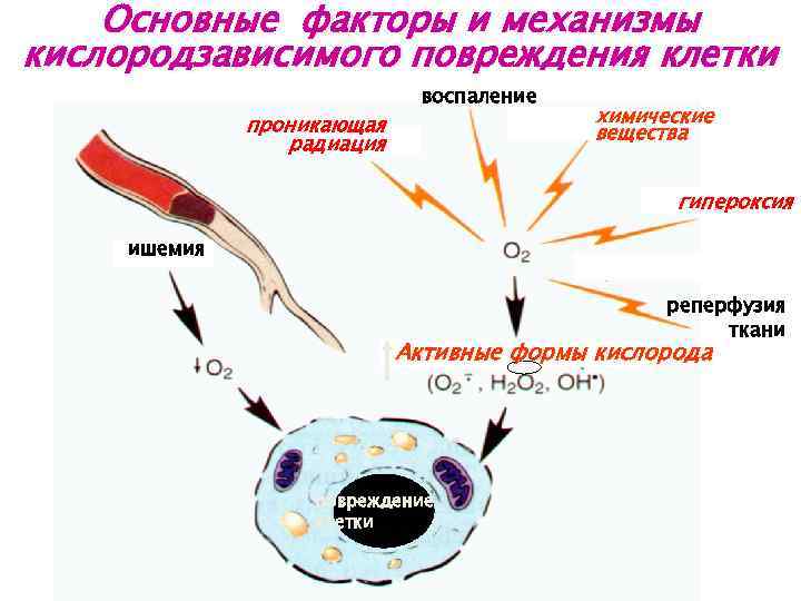 Основные механизмы повреждения клеток схема