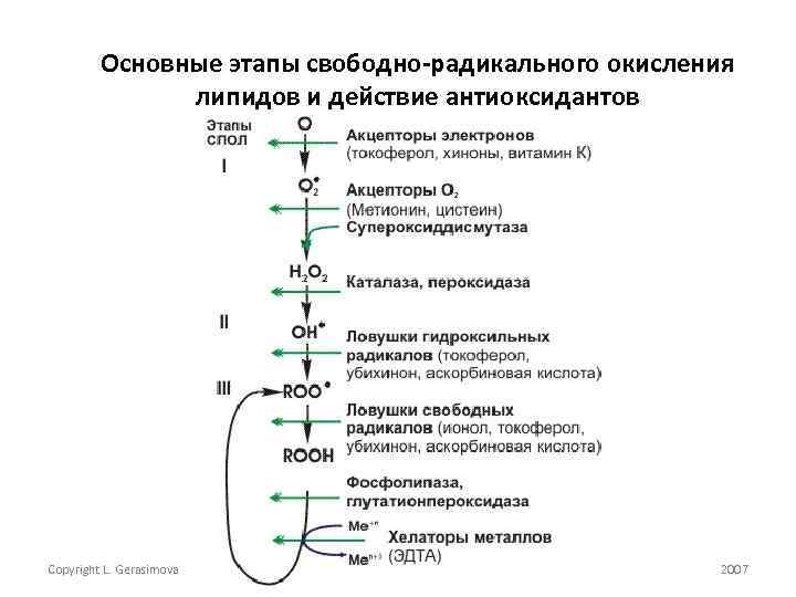 Окисленные липиды. Схема повреждения свободнорадикального окисления липидов. Схема реакций перекисного окисления липидов патофизиология. Механизм повреждающего действия свободнорадикального окисления. Схема механизма повреждающего действия перекисного окисления.