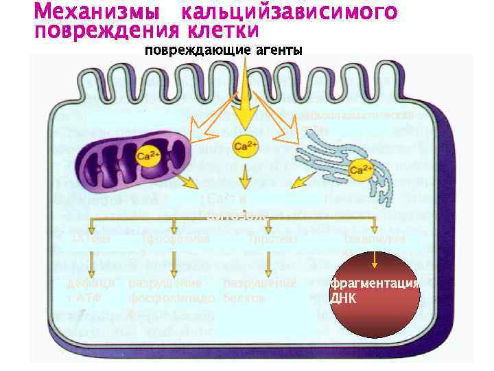 Цитозоль клетки это