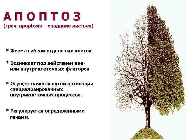 АПОПТОЗ (греч. apoptosis – опадание листьев) * Форма гибели отдельных клеток. * Возникает под