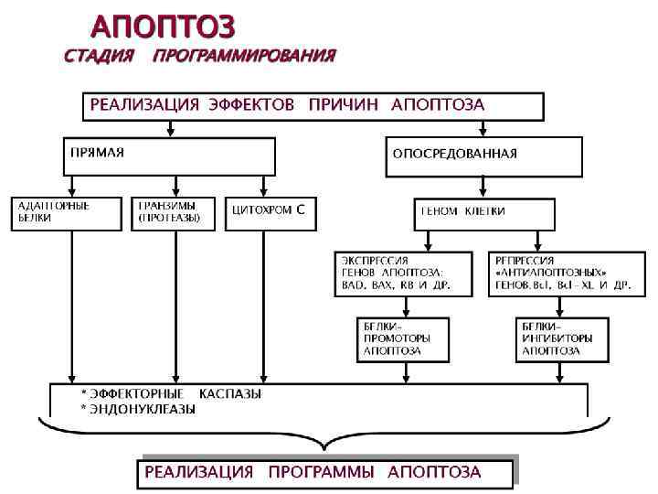 Основные механизмы повреждения клеток схема