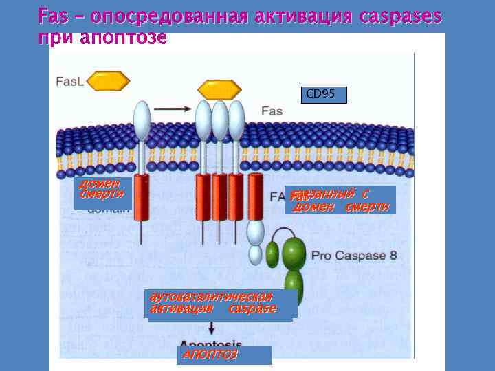 Fas – опосредованная активация caspases при апоптозе CD 95 домен смерти связанный с Fas