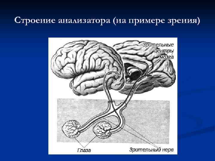 Строение анализатора (на примере зрения) 