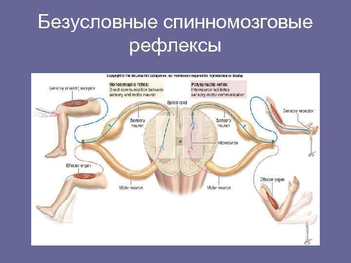 Безусловные спинномозговые рефлексы 