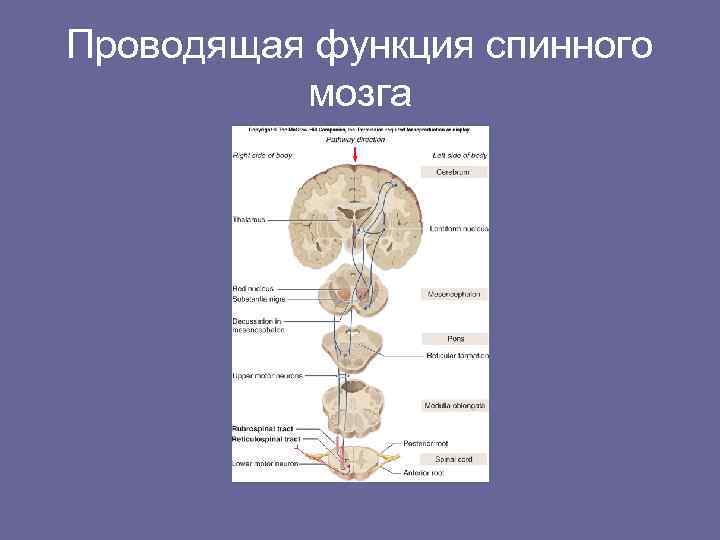 Проводящая функция. Проводящая функция спинного мозга. Проводящие функции спинного мозга. Проводящая функция спинного мозга осуществляется. Функции спинного мозга восходящие проводящие пути проводниковая.