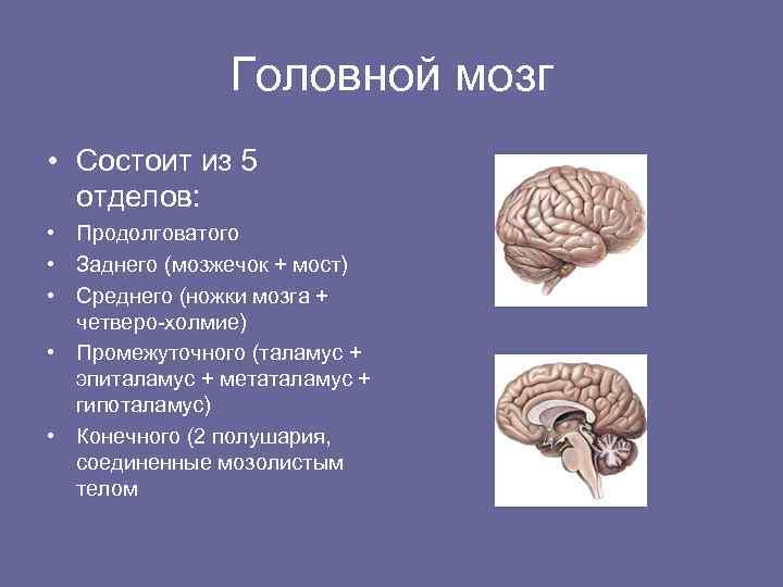 Вопросы по головному мозгу. Головной мозг момтоитиз. Головрй мозг сомтоит и. Головной мозг состоит из отделов. Головной мозг состоит из пяти отделов.