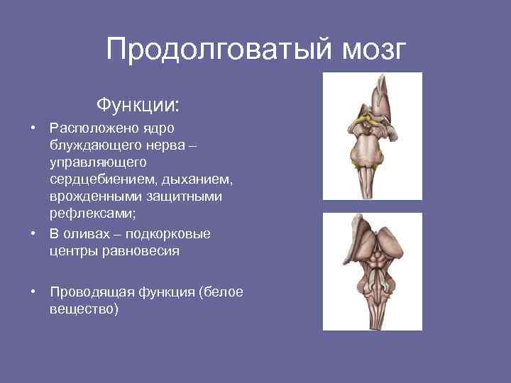 Продолговатый мозг Функции: • Расположено ядро блуждающего нерва – управляющего сердцебиением, дыханием, врожденными защитными