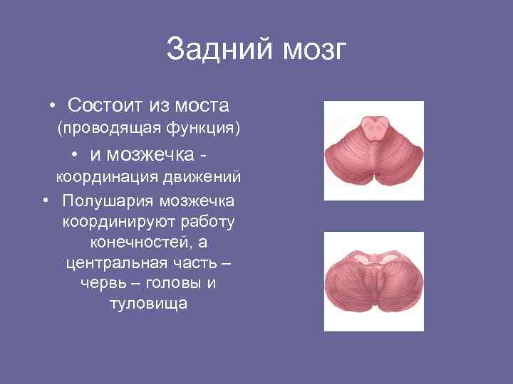 Задний мозг • Состоит из моста (проводящая функция) • и мозжечка координация движений •