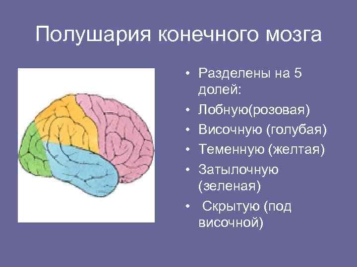 Полушария конечного мозга