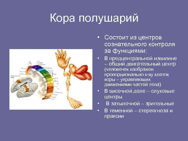 Кора полушарий • Состоит из центров сознательного контроля за функциями: • В предцентральной извилине