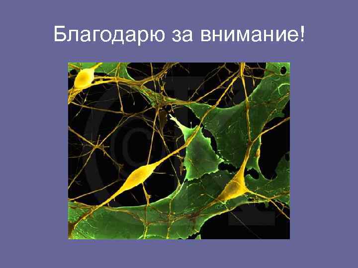 Благодарю за внимание! 