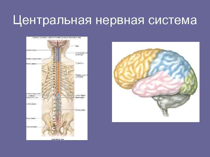 Центральная нервная система 