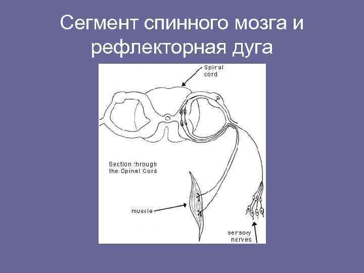 Спинномозговой нерв рефлекторная дуга. Сегмент спинного мозга и рефлекторная дуга. Рефлекторная дуга спинного мозга анатомия. Схема рефлекторных дуг спинного мозга. Элементы рефлекторной дуги спинного мозга.