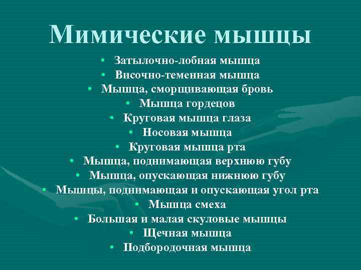 Мимические мышцы • Затылочно-лобная мышца • Височно-теменная мышца • Мышца, сморщивающая бровь • Мышца