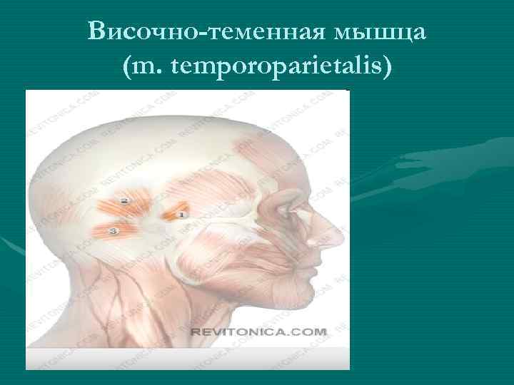 Височно-теменная мышца (m. temporoparietalis) 