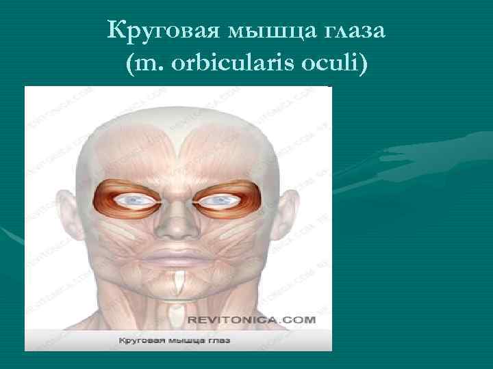 Круговая мышца глаза (m. orbicularis oculi) 