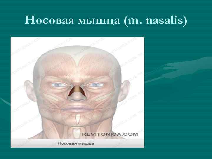 Носовая мышца (m. nasalis) 