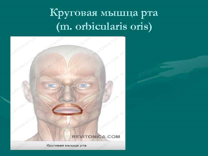 Круговая мышца рта (m. orbicularis oris) 