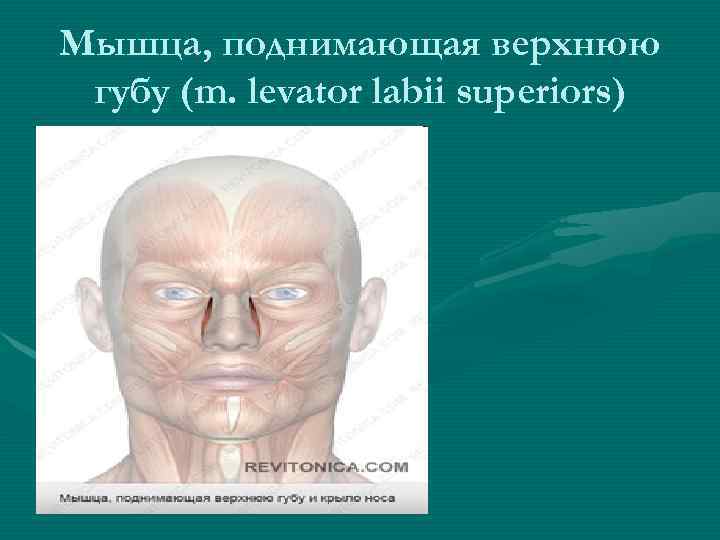 Мышца, поднимающая верхнюю губу (m. levator labii superiors) 