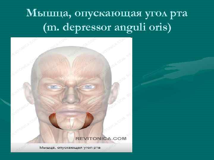 Мышца, опускающая угол рта (m. depressor anguli oris) 