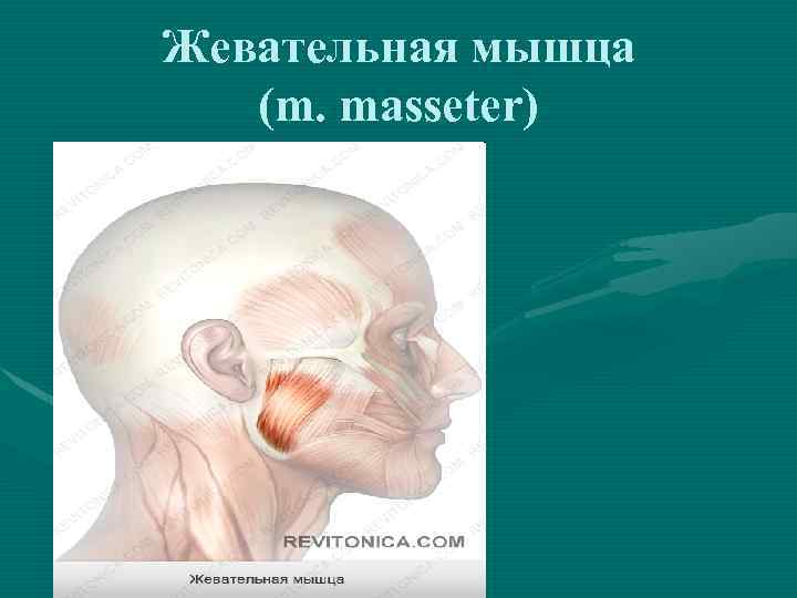 Жевательная мышца (m. masseter) 