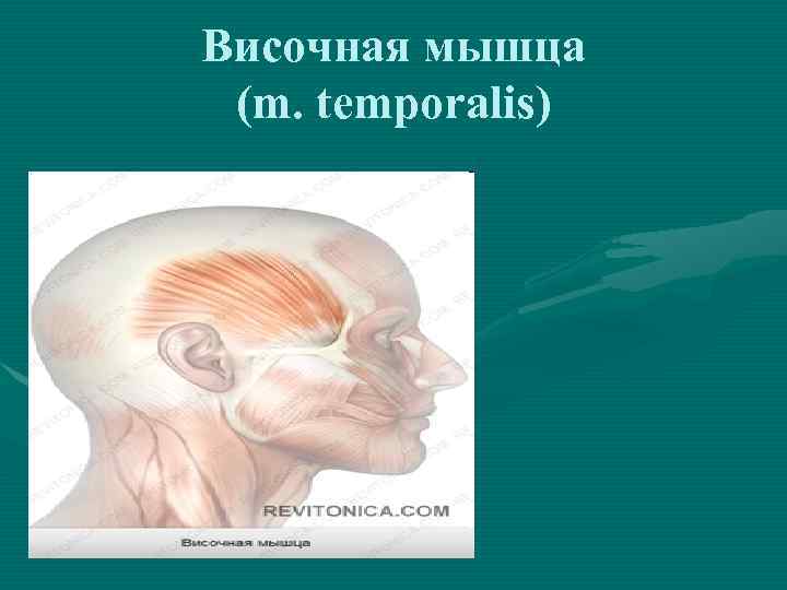 Височная мышца (m. temporalis) 