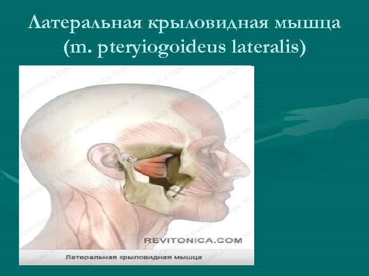 Латеральная крыловидная мышца (m. pteryiogoideus lateralis) 