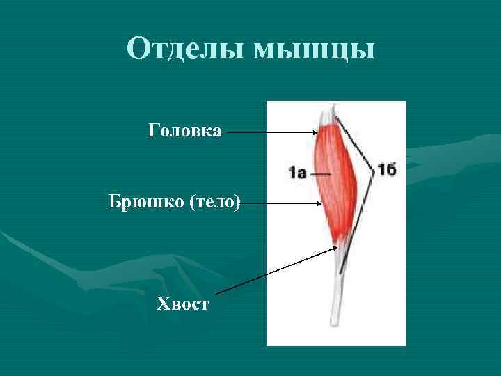 Какие признаки характеризуют скелетную мышцу человека