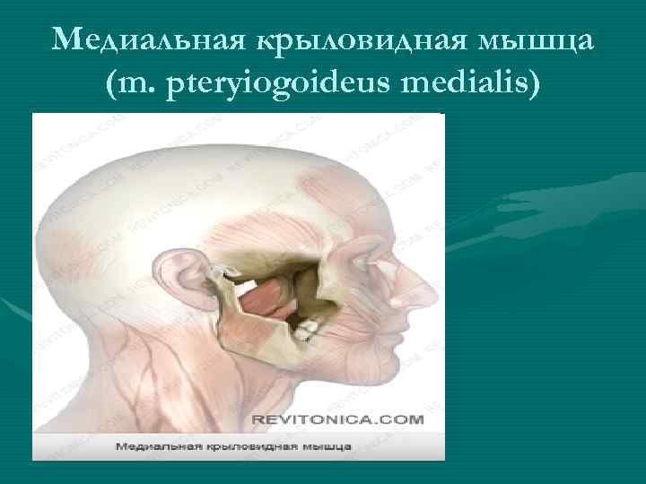 Медиальная крыловидная мышца (m. pteryiogoideus medialis) 