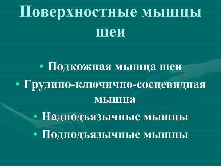 Поверхностные мышцы шеи • Подкожная мышца шеи • Грудино-ключично-сосцевидная мышца • Надподъязычные мышцы •