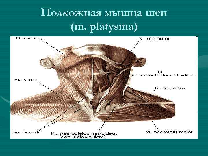 Подкожная мышца шеи (m. platysma) 