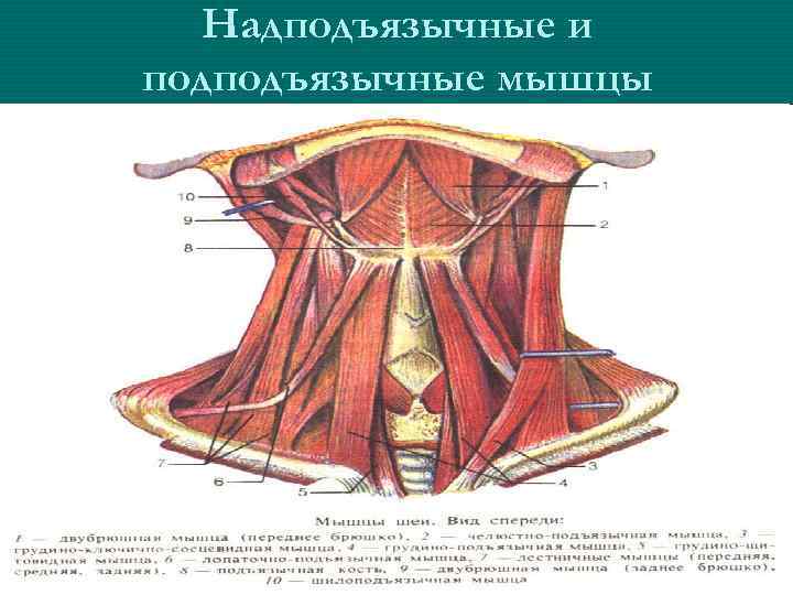 Мышцы расположенные ниже подъязычной кости