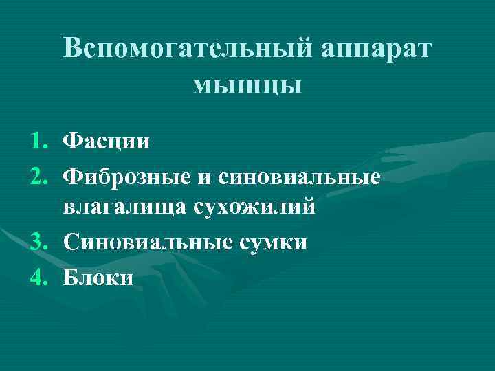 Вспомогательный аппарат мышцы 1. Фасции 2. Фиброзные и синовиальные влагалища сухожилий 3. Синовиальные сумки
