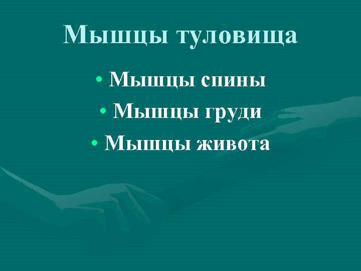 Мышцы туловища • Мышцы спины • Мышцы груди • Мышцы живота 