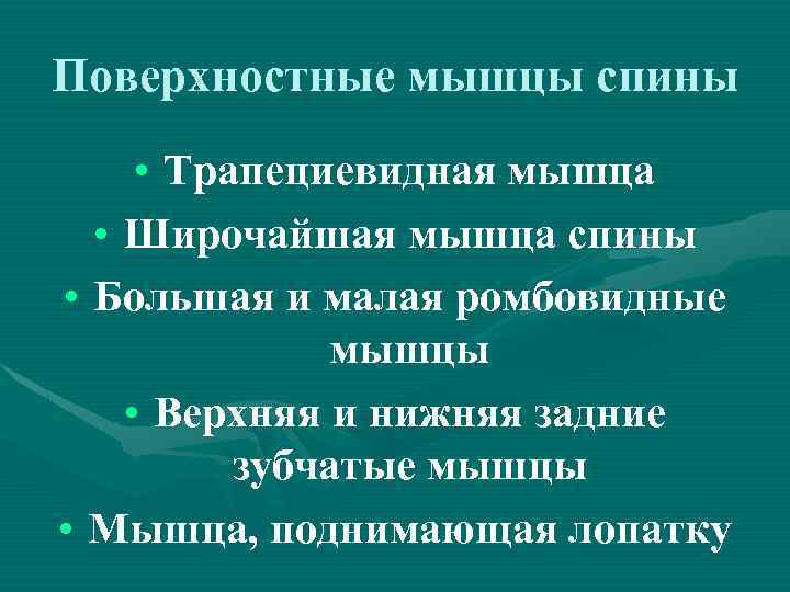 Поверхностные мышцы спины • Трапециевидная мышца • Широчайшая мышца спины • Большая и малая