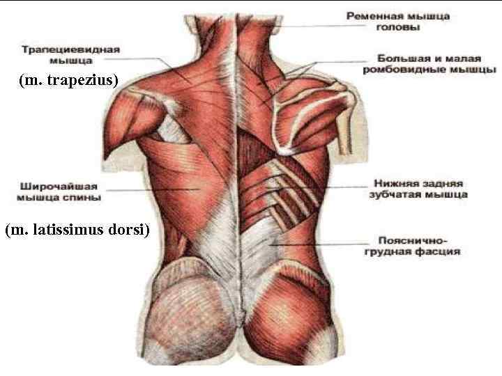 (m. trapezius) (m. latissimus dorsi) 