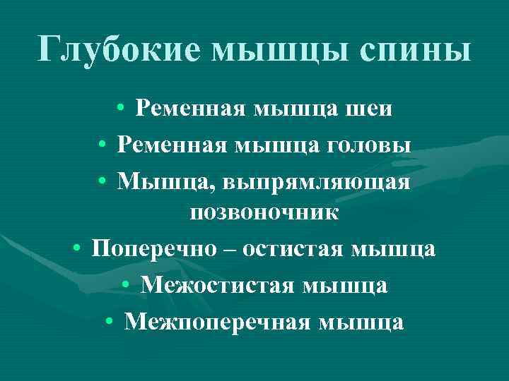 Глубокие мышцы спины • Ременная мышца шеи • Ременная мышца головы • Мышца, выпрямляющая