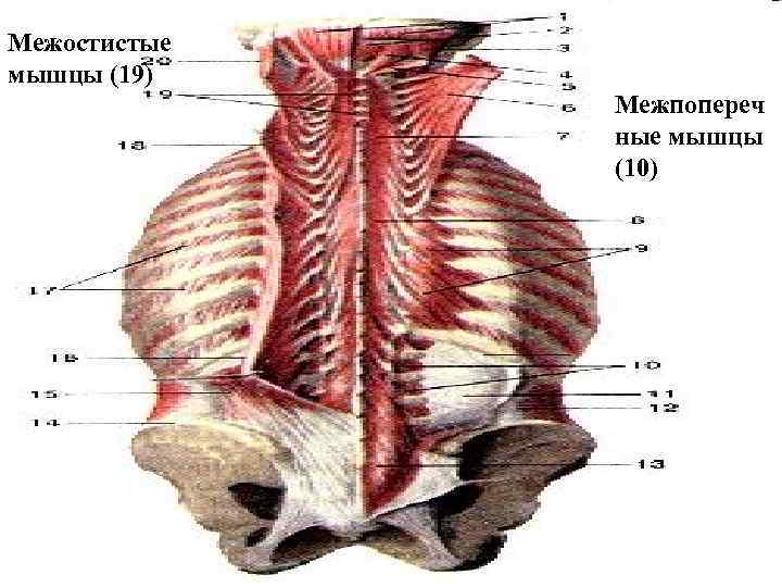 Межостистые мышцы (19) Межпопереч ные мышцы (10) 
