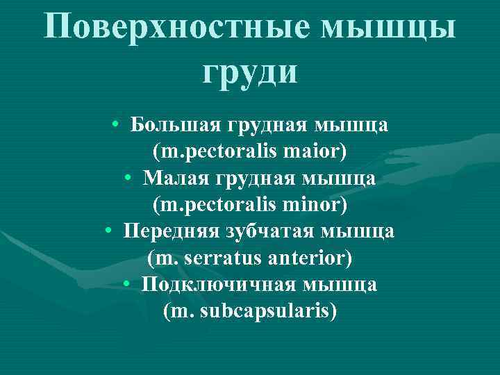 Поверхностные мышцы груди • Большая грудная мышца (m. pectoralis maior) • Малая грудная мышца