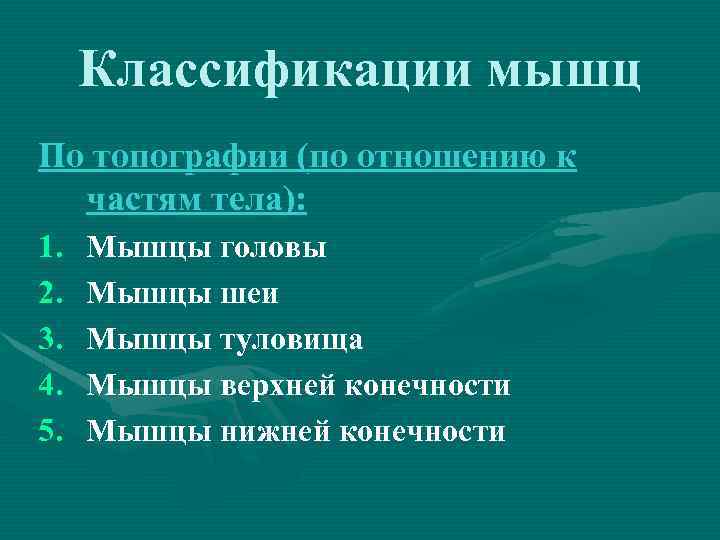 Классификации мышц По топографии (по отношению к частям тела): 1. 2. 3. 4. 5.