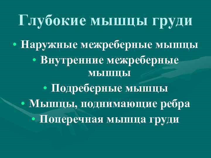 Глубокие мышцы груди • Наружные межреберные мышцы • Внутренние межреберные мышцы • Подреберные мышцы