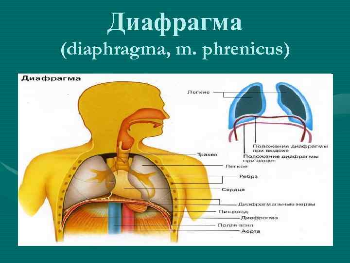 Диафрагма (diaphragma, m. phrenicus) 