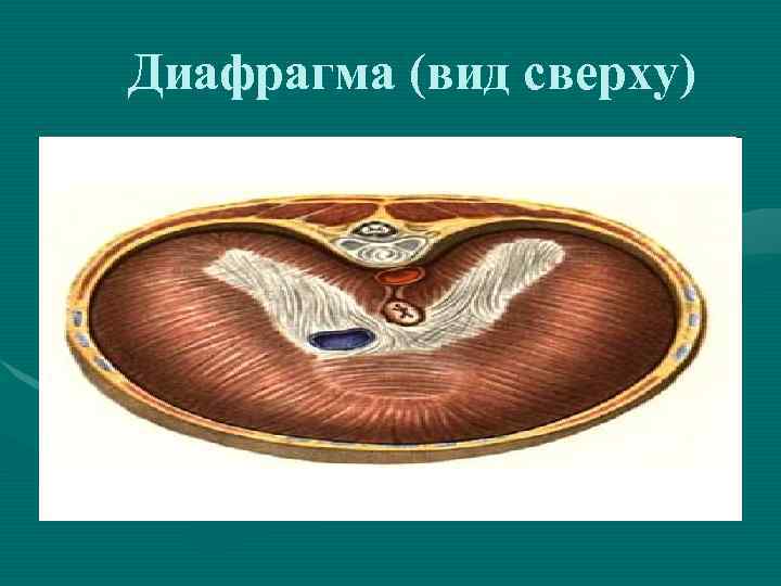 Диафрагма (вид сверху) 