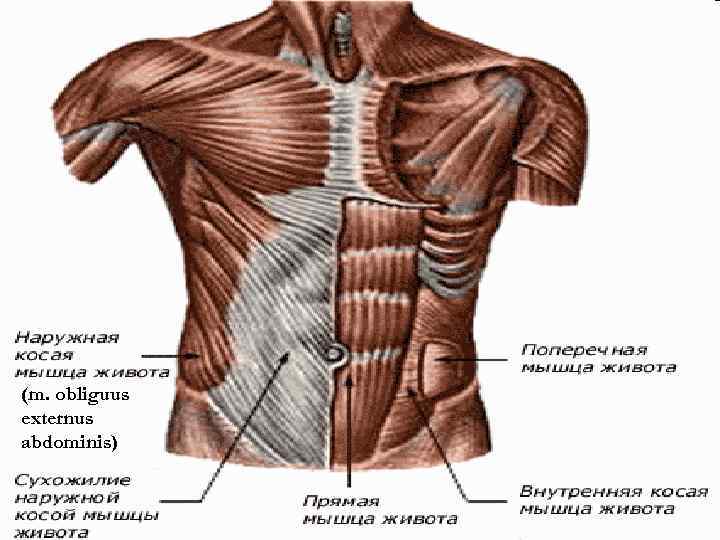 (m. obliguus externus abdominis) 