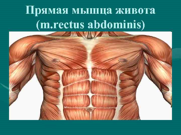 Прямая мышца живота (m. rectus abdominis) 
