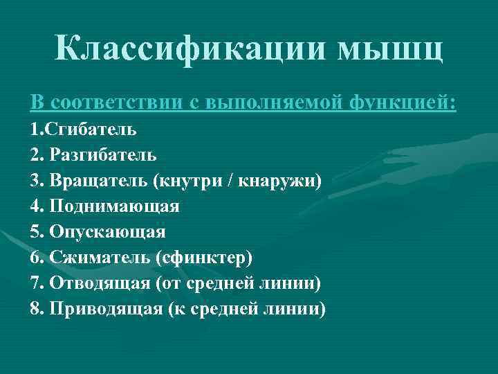 Классификации мышц В соответствии с выполняемой функцией: 1. Сгибатель 2. Разгибатель 3. Вращатель (кнутри