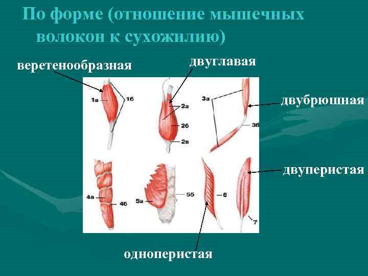 По форме (отношение мышечных волокон к сухожилию) веретенообразная двуглавая двубрюшная двуперистая одноперистая 